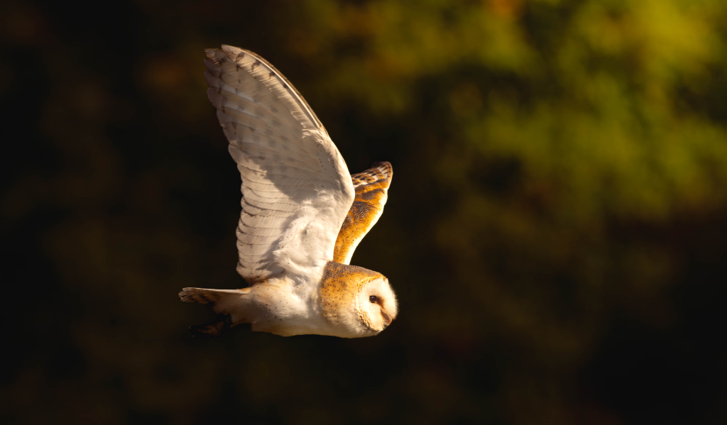 JP Wildlife Photography