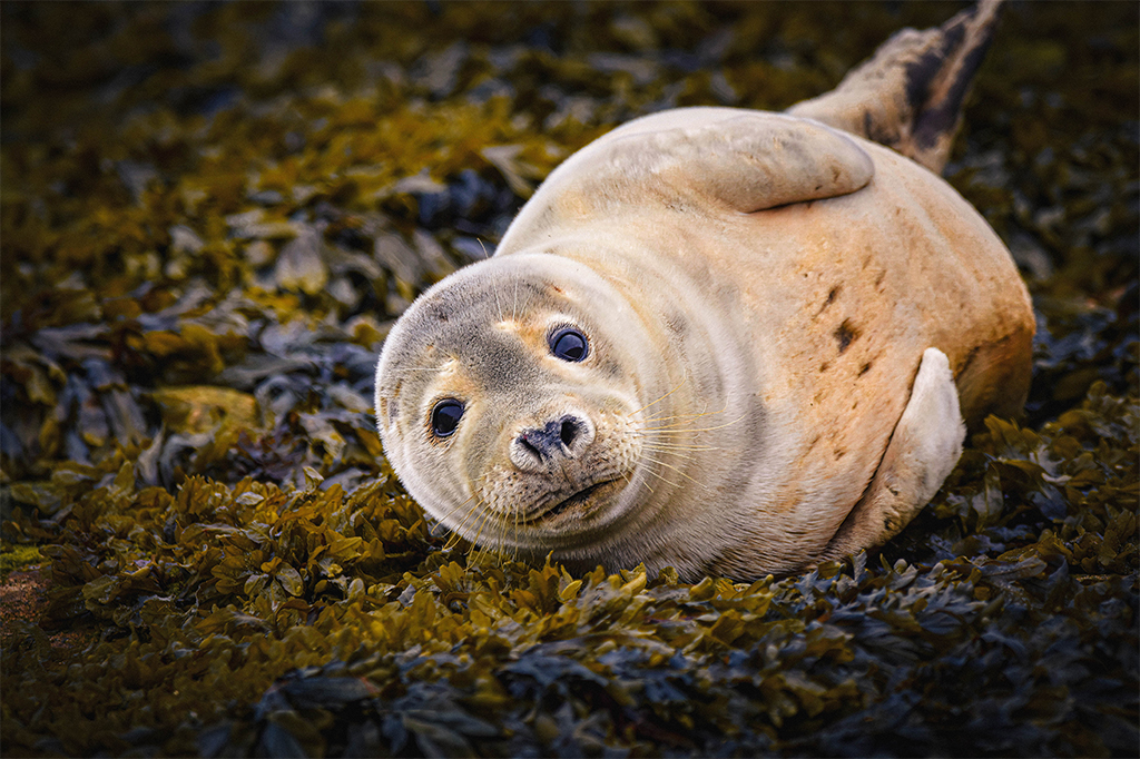 JP Wildlife Photography