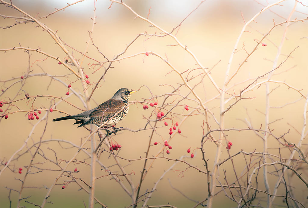 JP Wildlife Photography